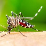National Dengue Day 2024: Strategies to ward off mosquitoes