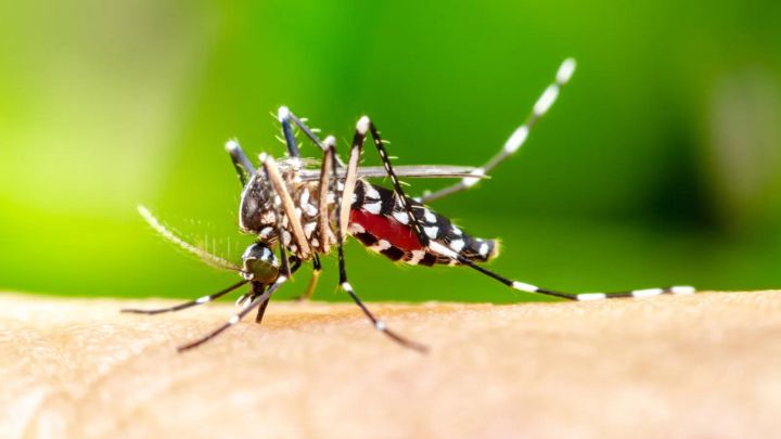 National Dengue Day 2024: Strategies to ward off mosquitoes